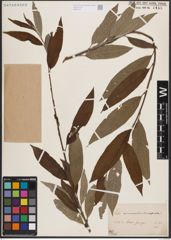 Foto von Salix caprea L. x Salix viminalis L.